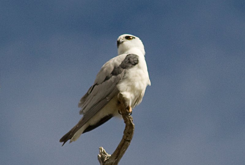 white eagle 6.jpg